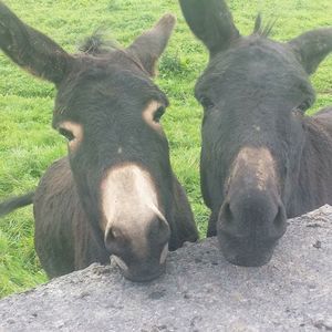 Meet your Posher, Isabella